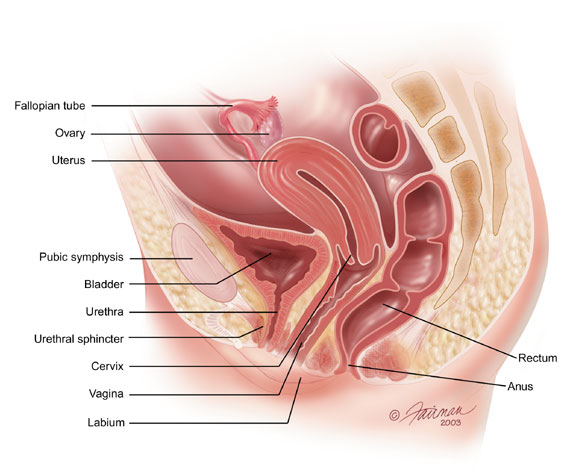 Healthy abdominal organs, Female