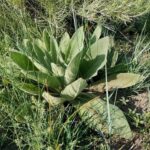 Mullein Root to support lung cilia in COVID-19