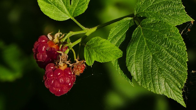 Red Raspberry Leaves for abdominal organ prolapse