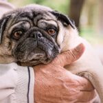 Urinary issues in dogs