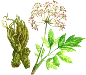 Angelica is a good herb for treating COVID-19
