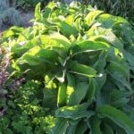 Comfrey for COVID-19 from an herbalists perspective