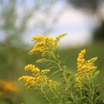 Solidago for COVID-19 from an herbalists perspective