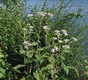 Boneset for a fever from an herbalists perspective