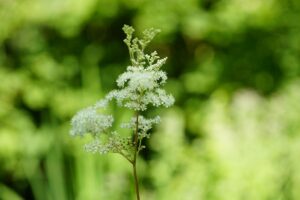 Meadowsweet, fever from and herbalists perspective