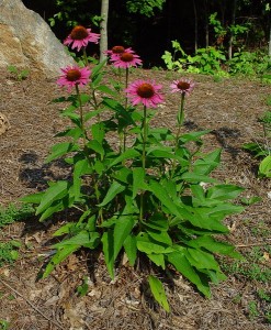 Echinacea in part of natural solutions for HPV