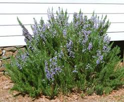 Rosemary, an herbal interlude