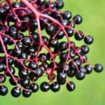 Elderberry for COVID19 Prevention