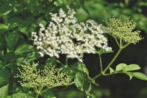 Elder Flower for a fever from and herbalists perspective