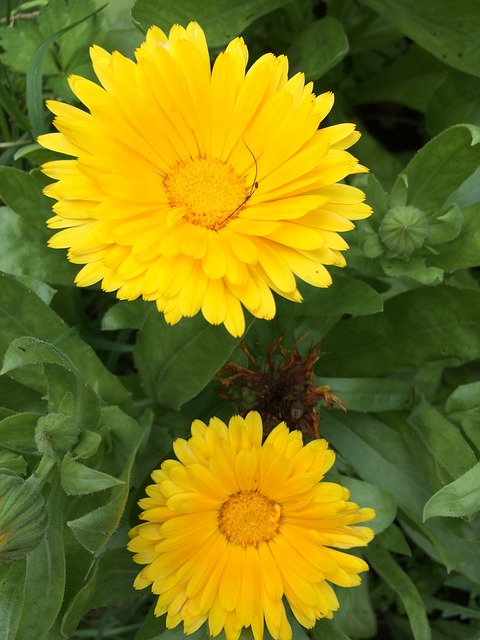 calendula for vaginal yeast infection