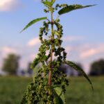 Nettle seeds to protect the kidneys