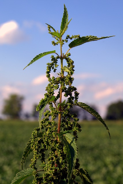 Nettle seed tincture for HPV