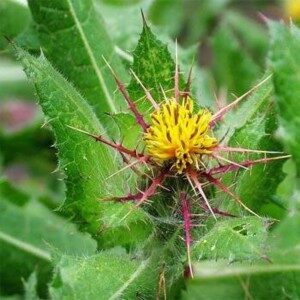 Blessed thistle for traumatic brain injuries
