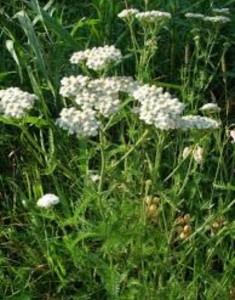 Yarrow fever from an herbalists perspective