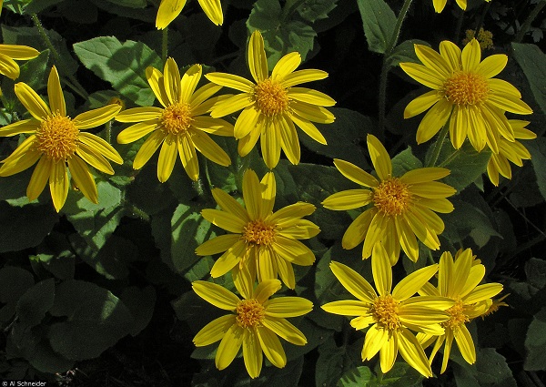 Arnica Flowers in US