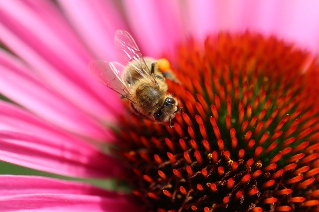 Bee Stings and Bug Bites