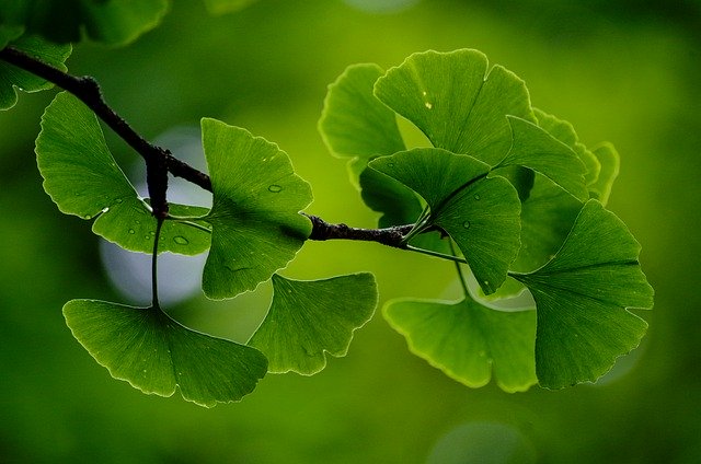 Ginkgo biloba leaves