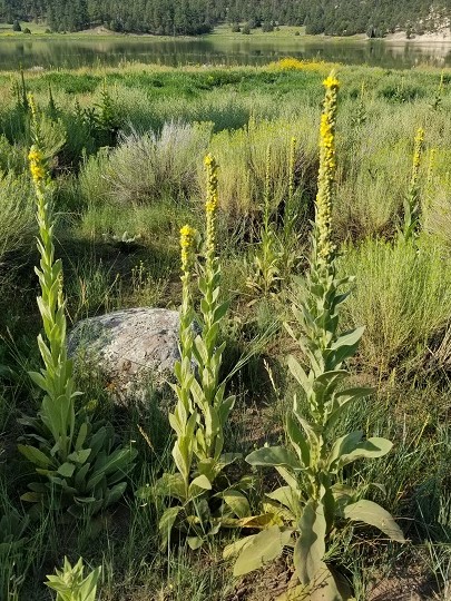 Mullein from Gila National Forest NM