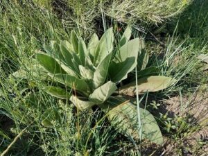 Mullein Leaf for early stage covid19