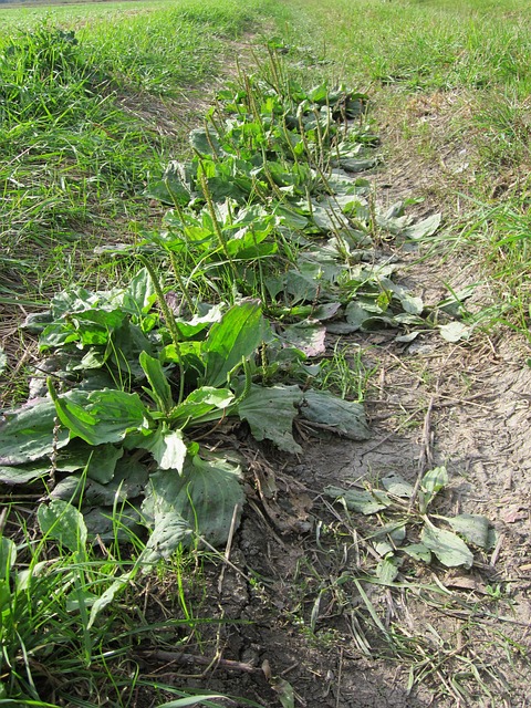 Plantain for bee stings and bug bites