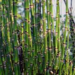 horsetail for prevention of COVID-19