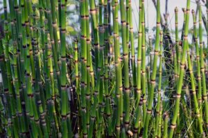 horsetail for prolapse