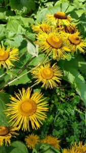 Elecampane support the lungs