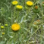 Grindelia to protect lungs in early stage of COVID19