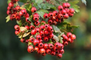 Hawthorn berries to support venous and heart and cardiovascular support.