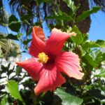 Hibiscus for peripheral edema