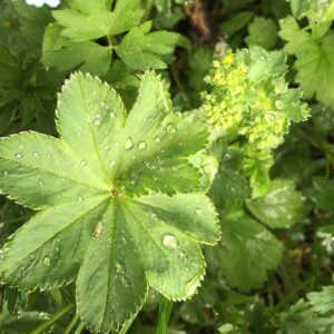 Ladies Mantle for urinary infections in dogs