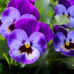 Violets for COVID19 prevention