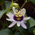 Passion Flower helps relax nerves