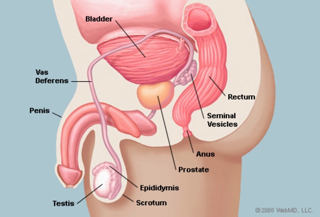 the prostate and erectile dysfunction
