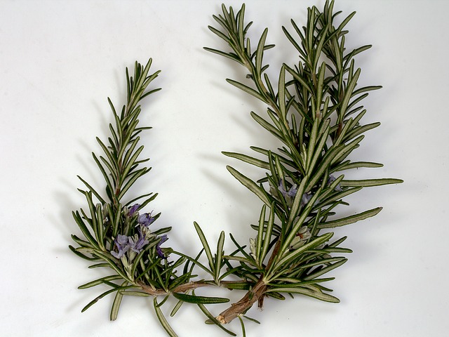 Rosemary leaf and flowers