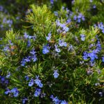 Rosemary herb and flowers