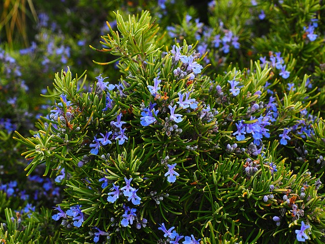 Rosemary herb and flowers