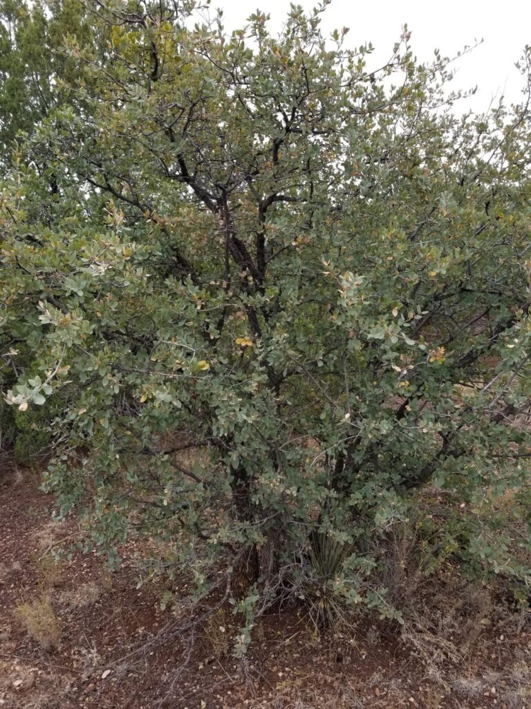 scrub oak nov harvest