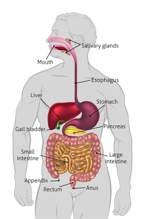 Gallbladder as part of the digestive system