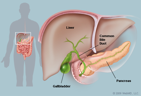 anatomy of the gallbladder