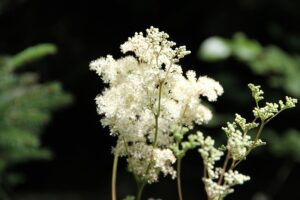 Meadowsweet for urinary tract infections