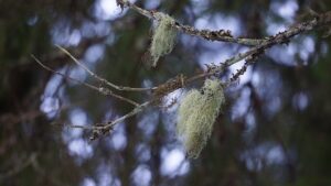 Usnea for urinary tract infections