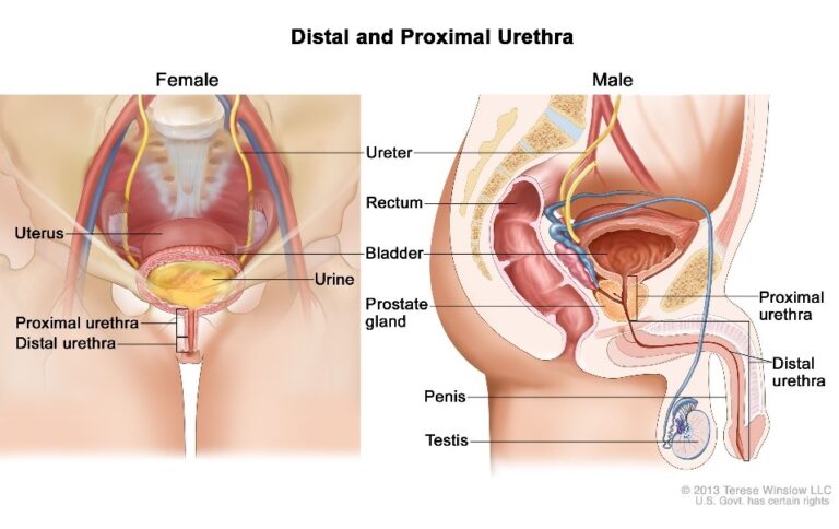 Male and female urinary tracts