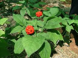 American Ginseng for treatment of TBI