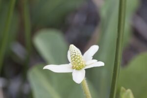 Yerba Mansa a tonic support for hpv