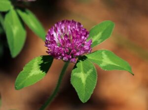 red clover for HPV