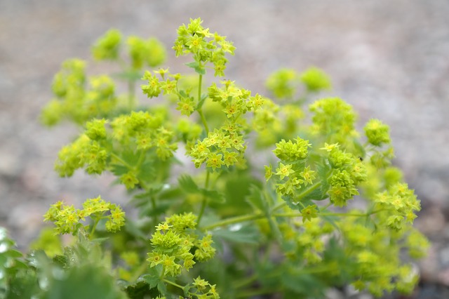our lady's mantle flowers